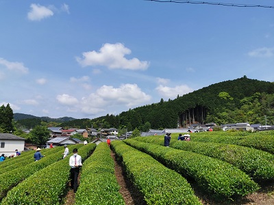 小学生と茶畑で交流